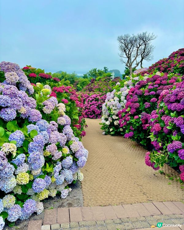 繡球花仙境！打卡韓國濟州cafe🌸