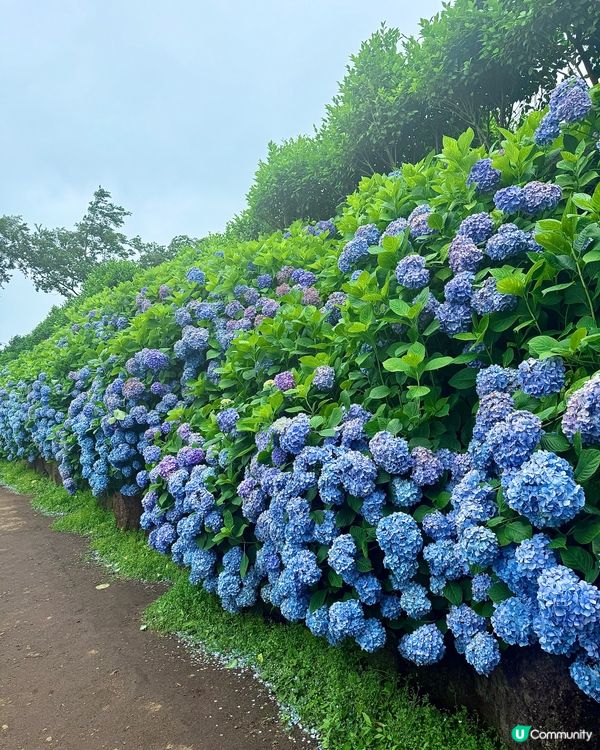 繡球花仙境！打卡韓國濟州cafe🌸