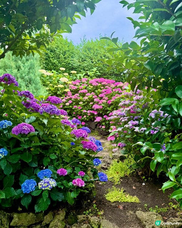 繡球花仙境！打卡韓國濟州cafe🌸