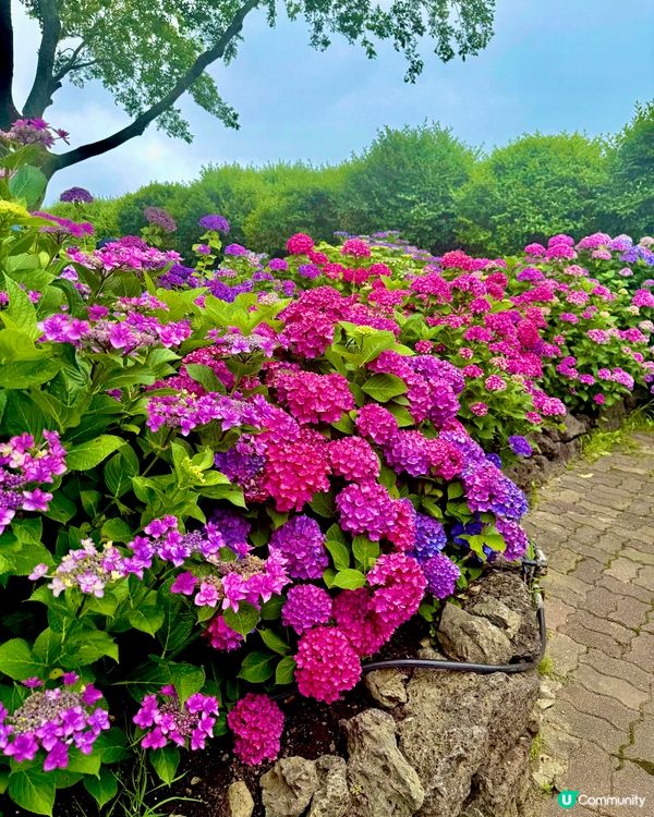 繡球花仙境！打卡韓國濟州cafe🌸