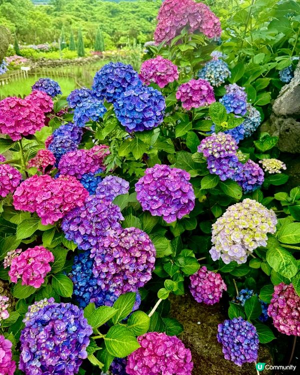 繡球花仙境！打卡韓國濟州cafe🌸