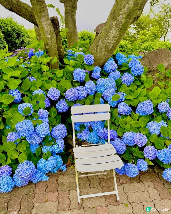 繡球花仙境！打卡韓國濟州cafe🌸