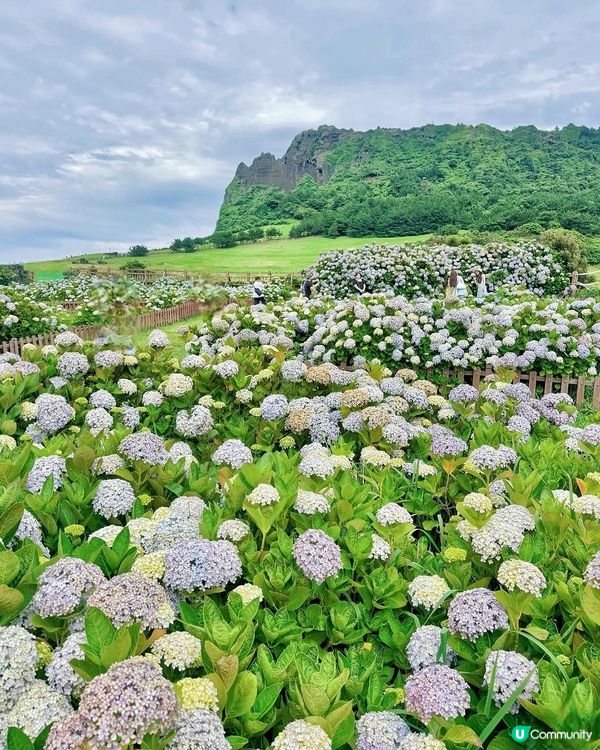 濟州繡球花海💜💙城山日出峰秘境免費睇🤩