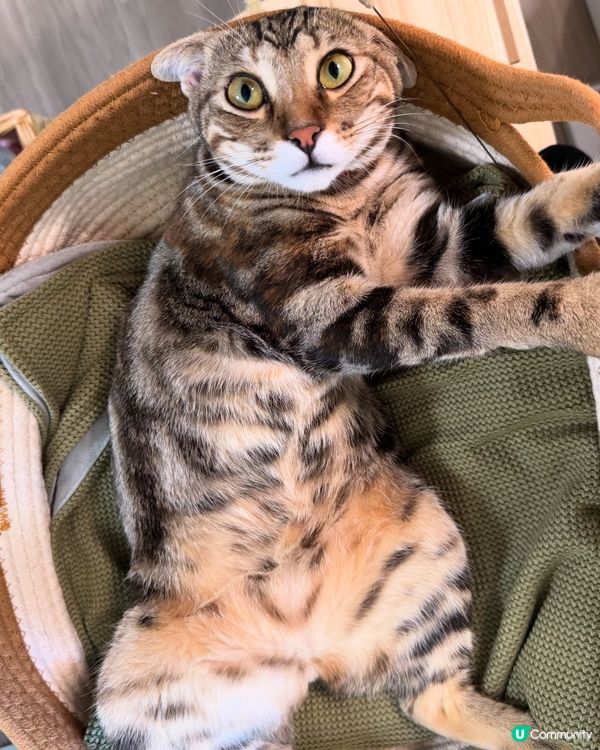 😺肚子要散熱🙀