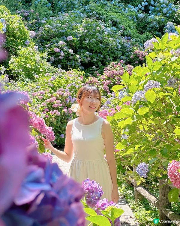 下田公園 繡球花祭