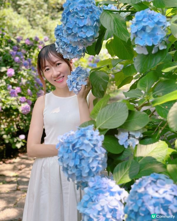 下田公園 繡球花祭