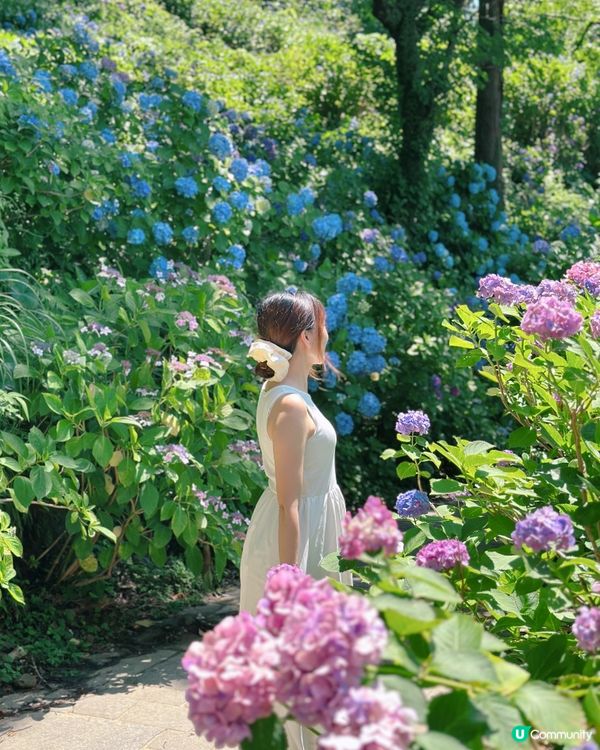 下田公園 繡球花祭