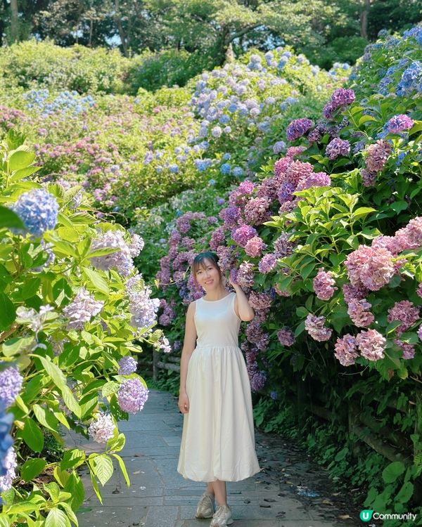 下田公園 繡球花祭