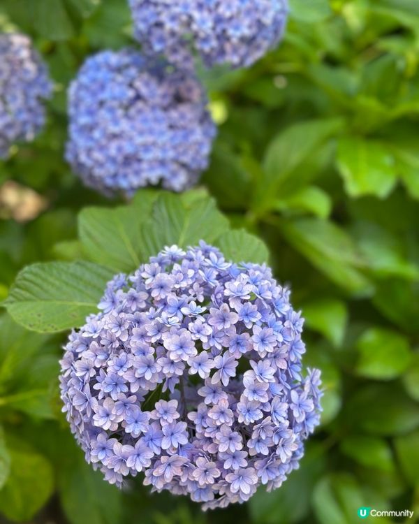 下田公園 繡球花祭