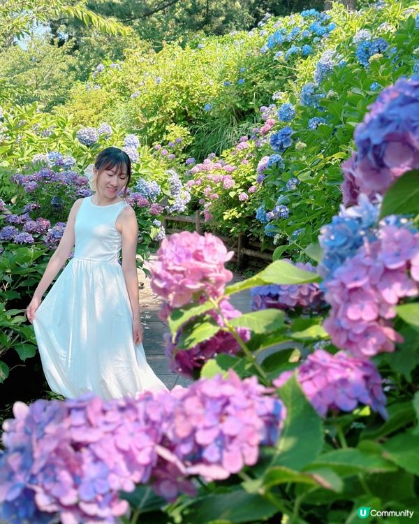 下田公園 繡球花祭