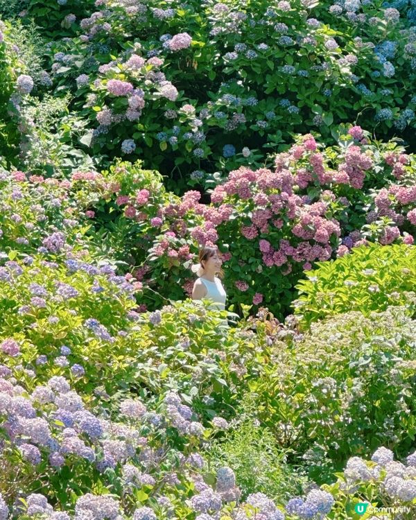 下田公園 繡球花祭