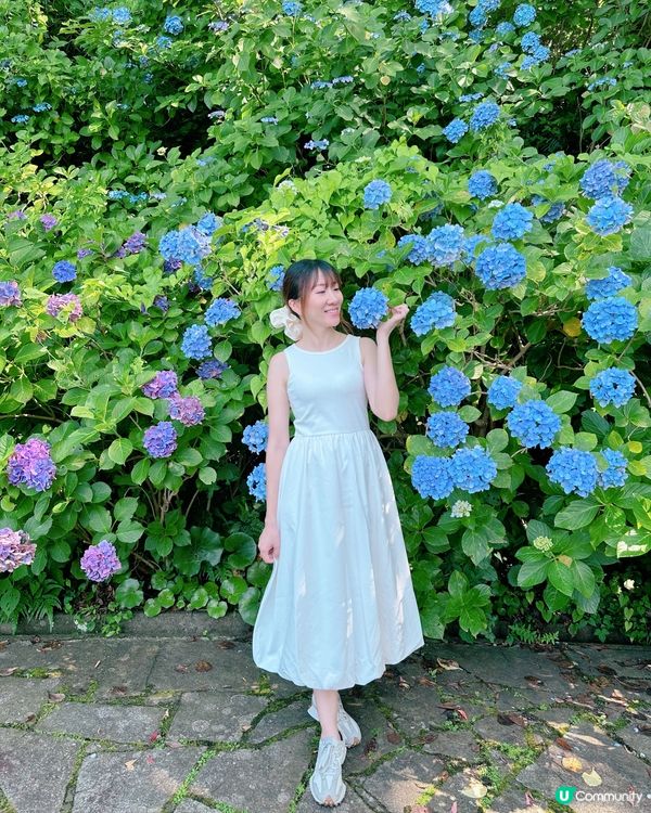 下田公園 繡球花祭