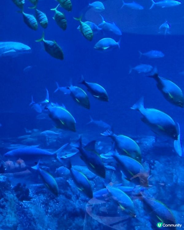 中國飲食文化大師-尹達剛師傅「品味新經典」@ 海龍王餐廳 ( 海洋公園 )