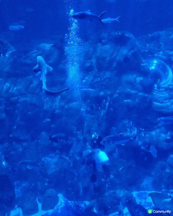 中國飲食文化大師-尹達剛師傅「品味新經典」@ 海龍王餐廳 ( 海洋公園 )