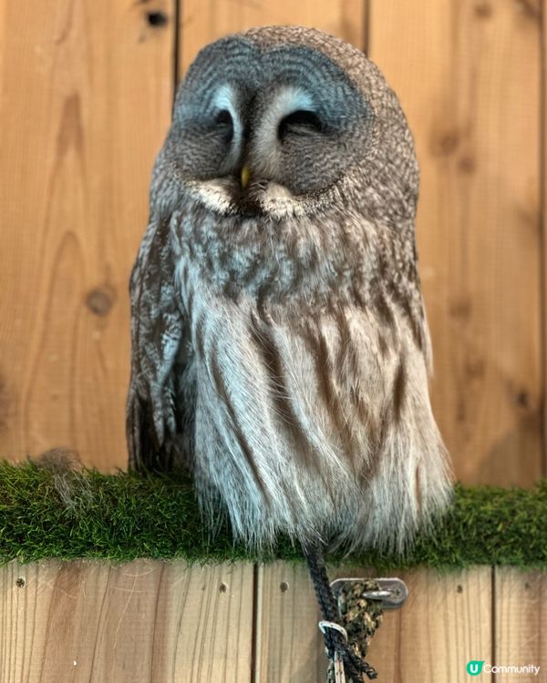 #日本好去處#UCreator