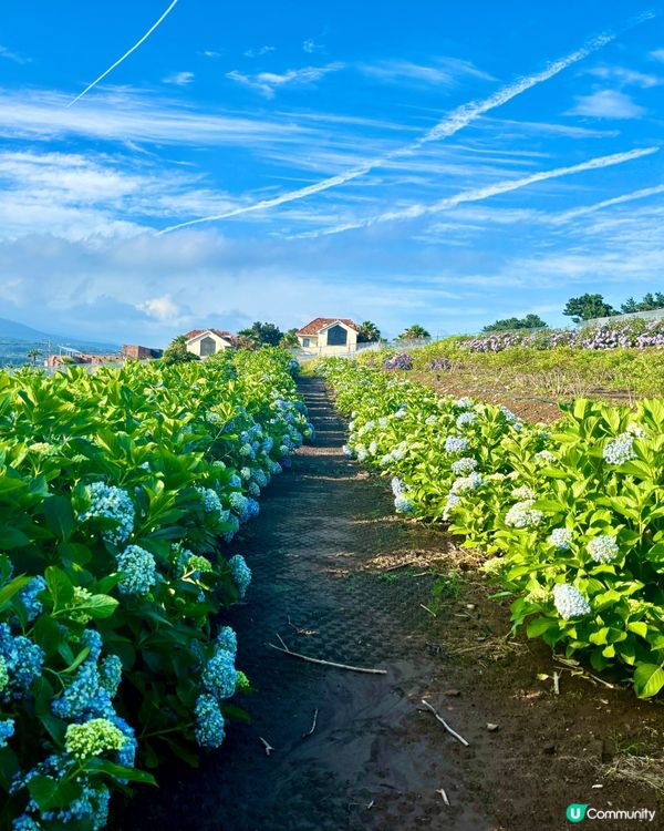 濟州感受🍊呼吸的島嶼🔅