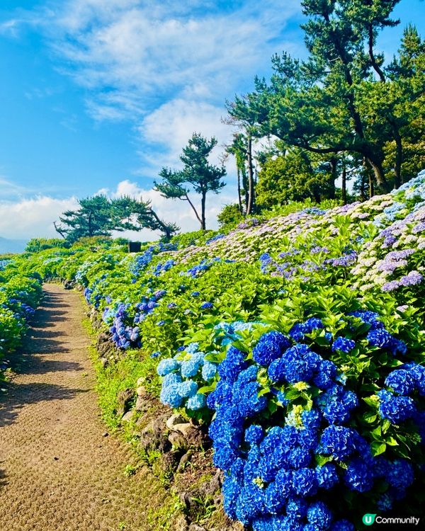 濟州感受🍊呼吸的島嶼🔅