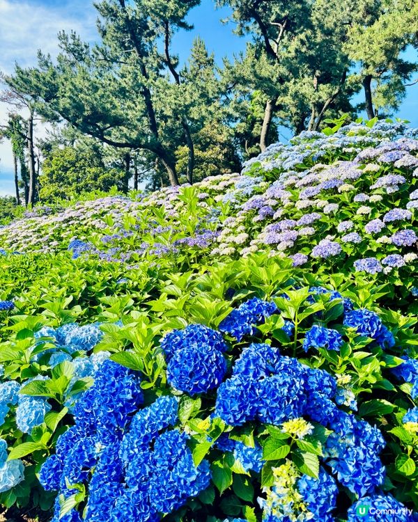 濟州感受🍊呼吸的島嶼🔅