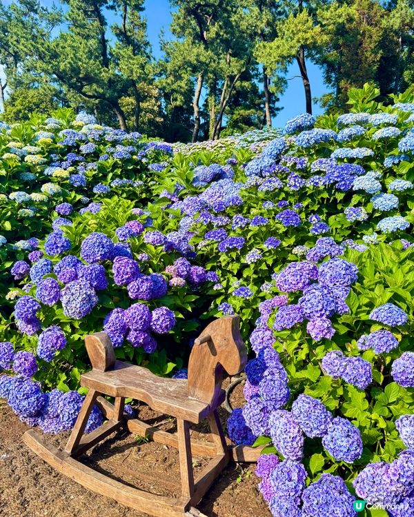 濟州感受🍊呼吸的島嶼🔅