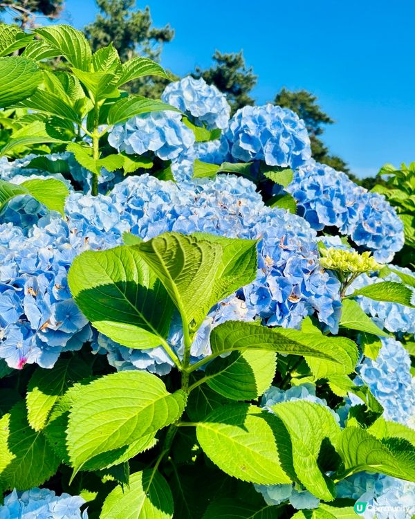 濟州感受🍊呼吸的島嶼🔅