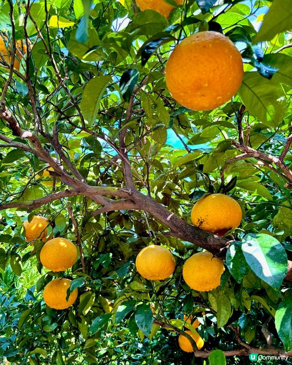 濟州感受🍊呼吸的島嶼🔅