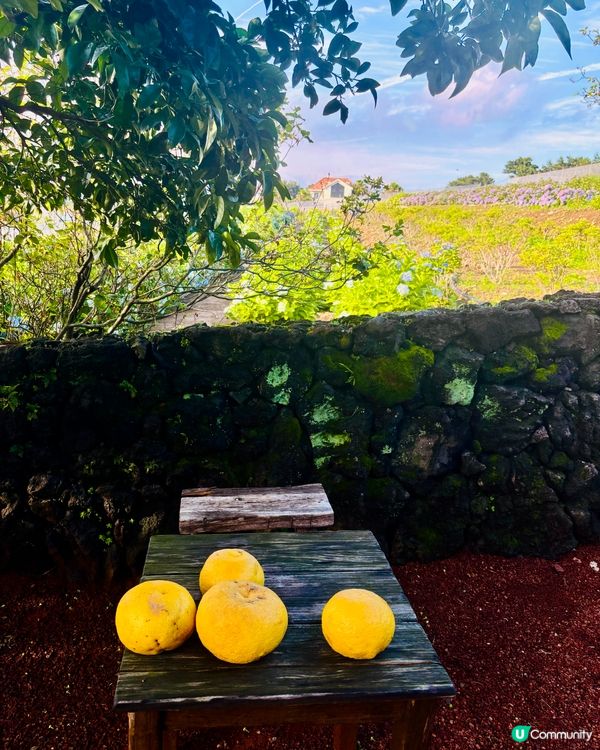 濟州感受🍊呼吸的島嶼🔅