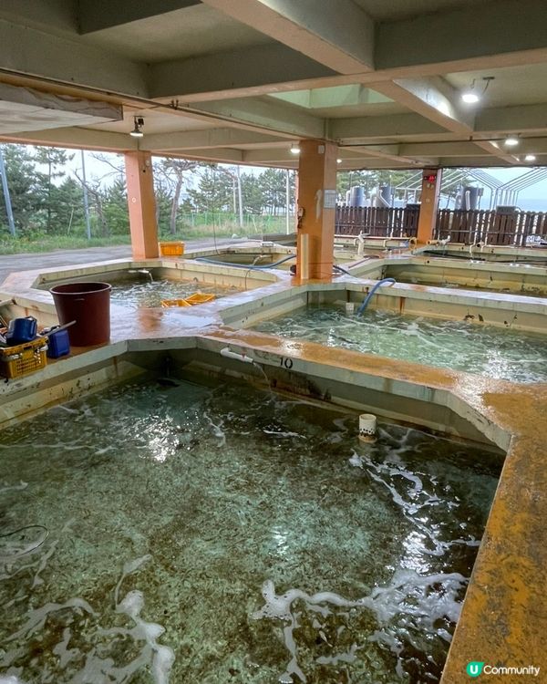 🇰🇷韓國束草必食海景刺身外賣推介🌊海邊食刺身勁chill！