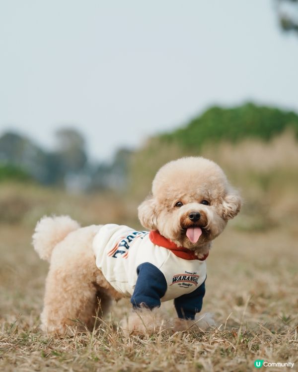 寵物攝影 草地寫真📸🤎💚
