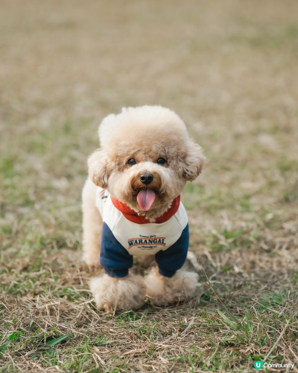 寵物攝影 草地寫真📸🤎💚