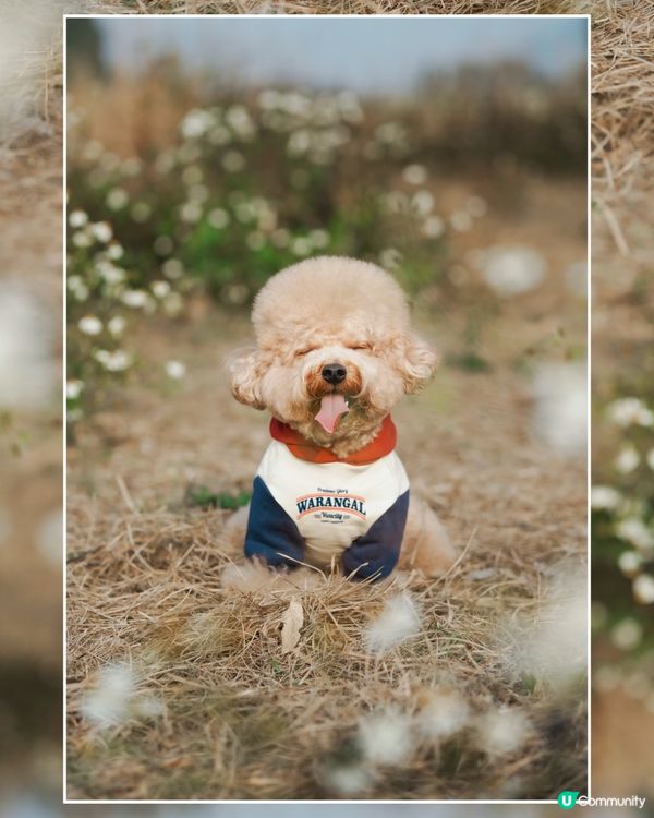 寵物攝影 草地寫真📸🤎💚