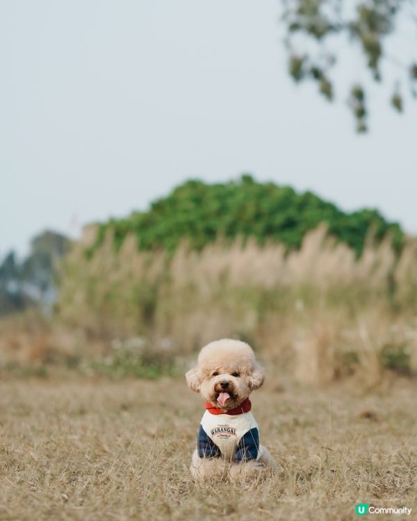 寵物攝影 草地寫真📸🤎💚