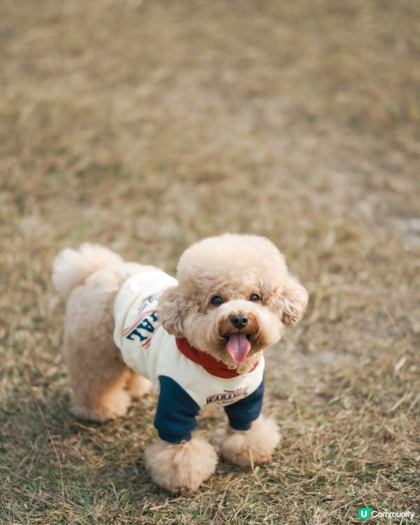 寵物攝影 草地寫真📸🤎💚