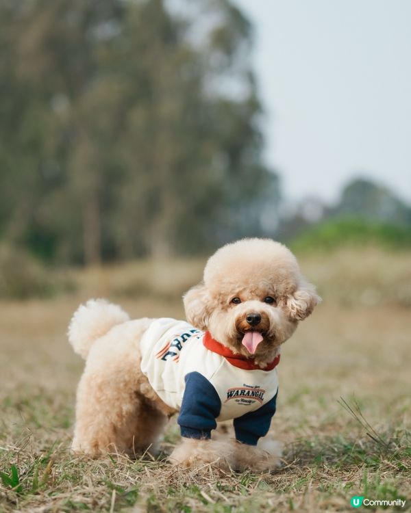 寵物攝影 草地寫真📸🤎💚