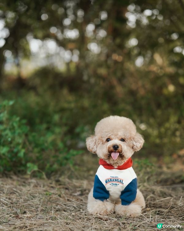 寵物攝影 草地寫真📸🤎💚