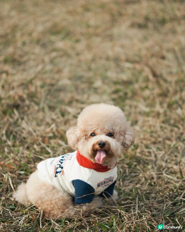 寵物攝影 草地寫真📸🤎💚