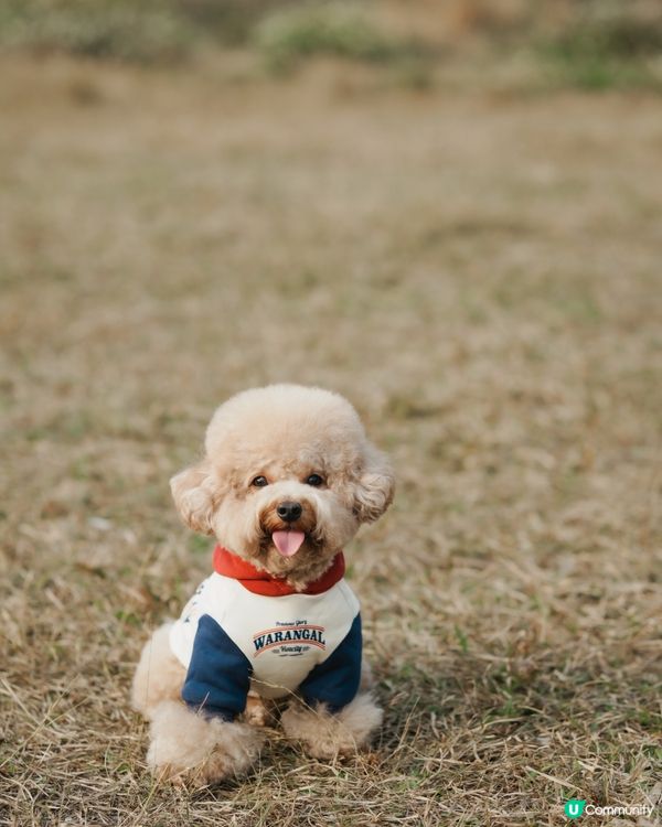 寵物攝影 草地寫真📸🤎💚