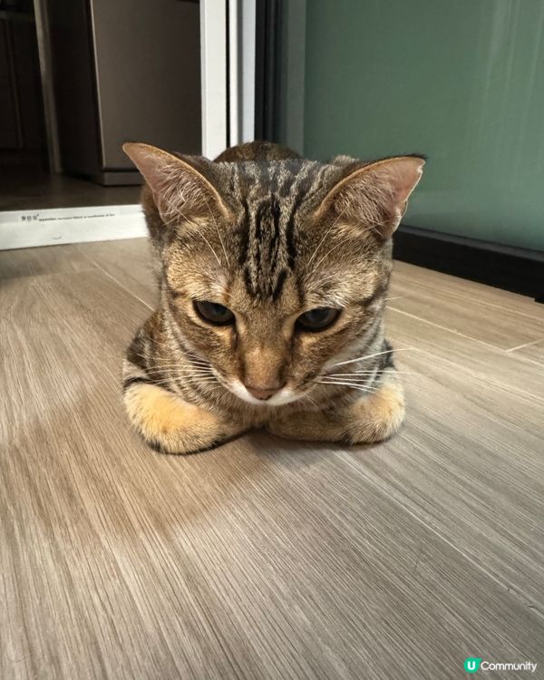 收起了小手👻✋🏻