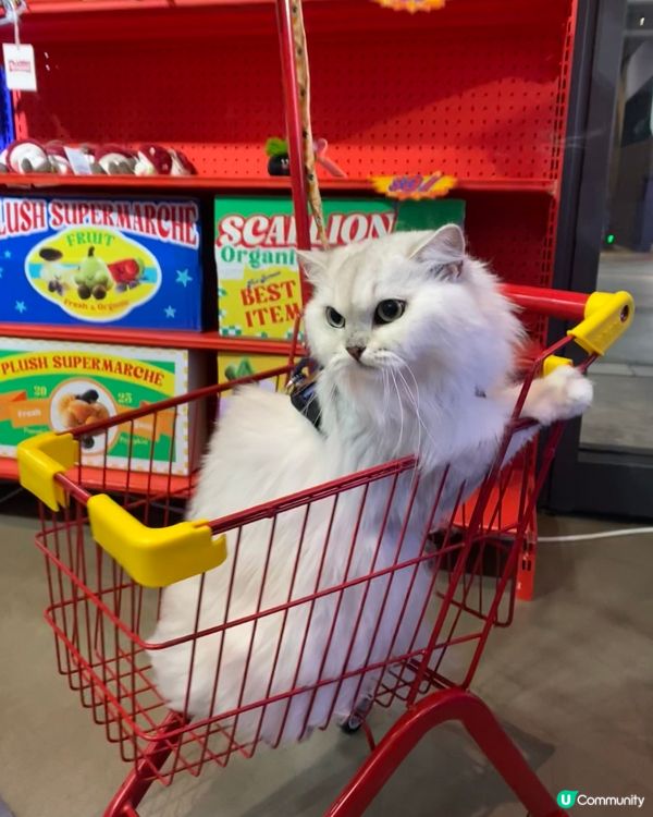 1. 帶埋毛孩去紗廠放電！🐶🛍️ 涼冷氣嘆世界！