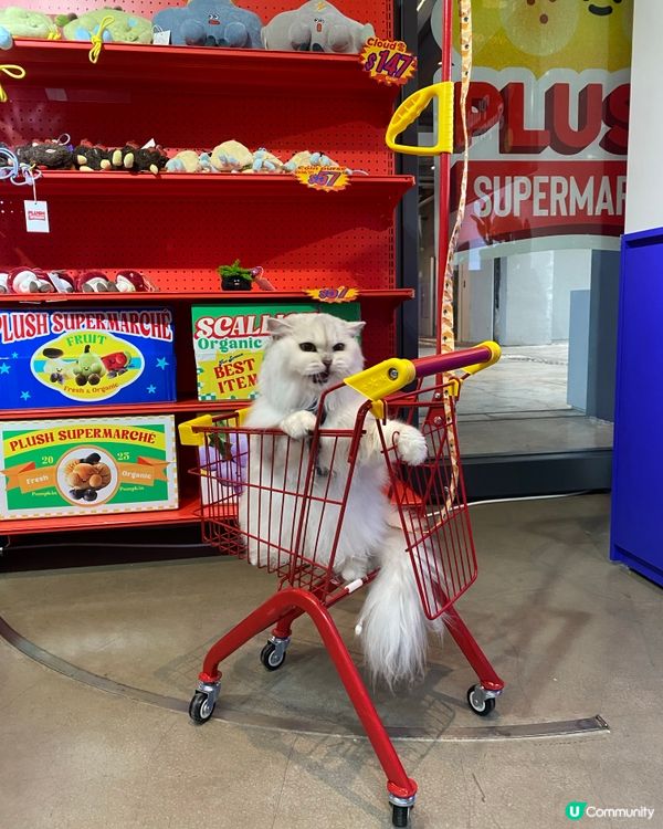 1. 帶埋毛孩去紗廠放電！🐶🛍️ 涼冷氣嘆世界！