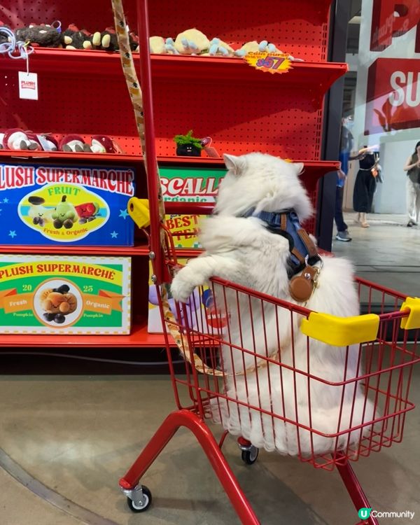 1. 帶埋毛孩去紗廠放電！🐶🛍️ 涼冷氣嘆世界！