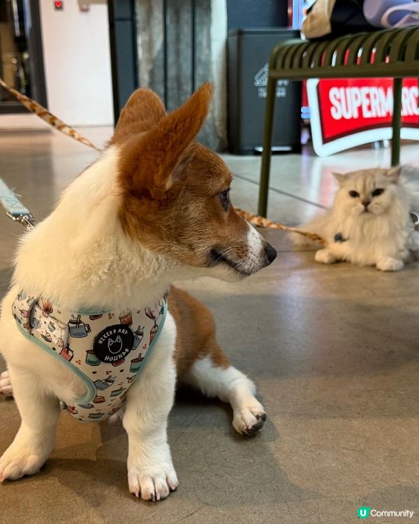 1. 帶埋毛孩去紗廠放電！🐶🛍️ 涼冷氣嘆世界！