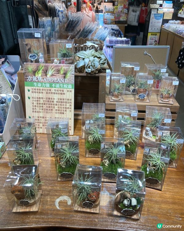 旺角尋找歡樂的日子