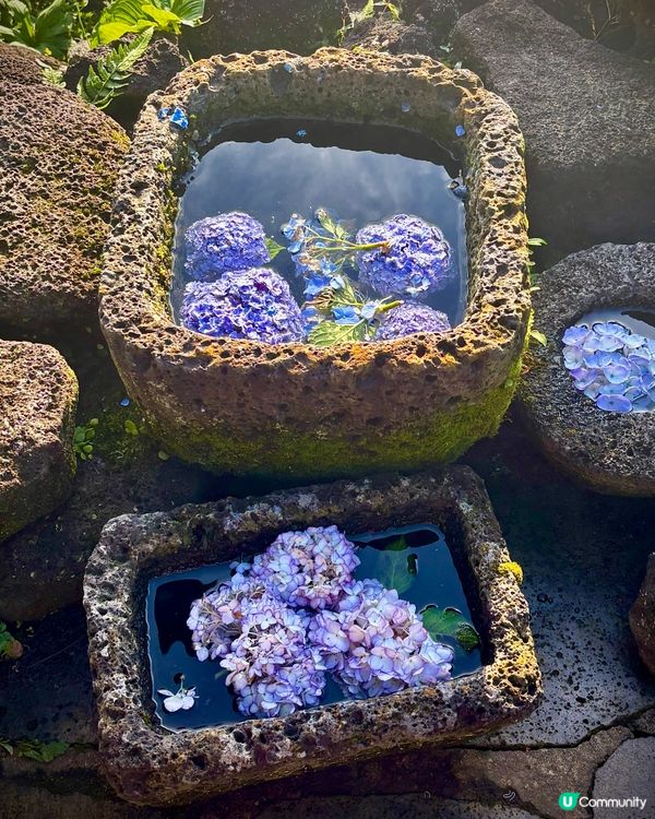 休閒濟州庭院🌿！特色夏橘特飲🍹！