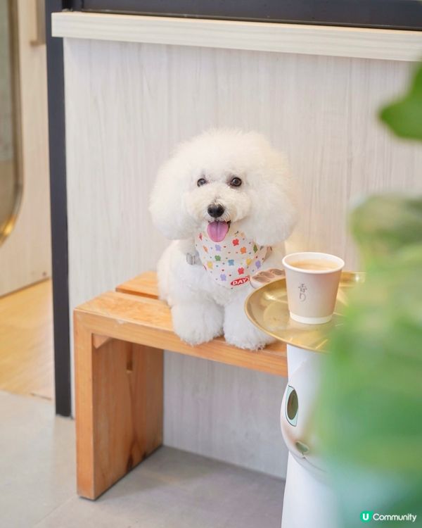 超高質酒香奶啡 店家對毛孩友善