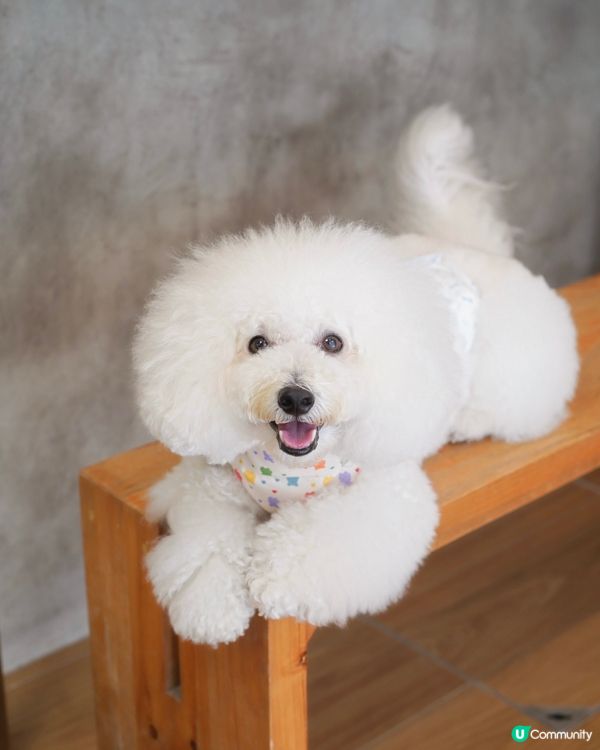 超高質酒香奶啡 店家對毛孩友善