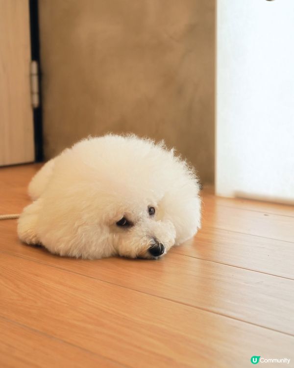 超高質酒香奶啡 店家對毛孩友善