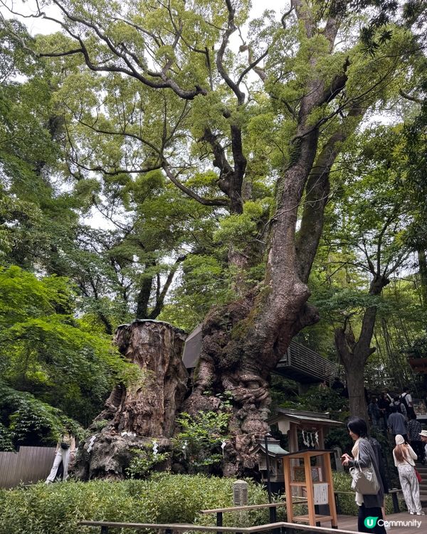 如果已經去過東京好多次，不妨去一吓近效嘅熱海，順道去《來宮神...