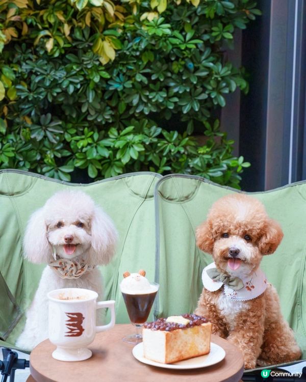 小清新🌿寵物友善日系Cafe探店☕️