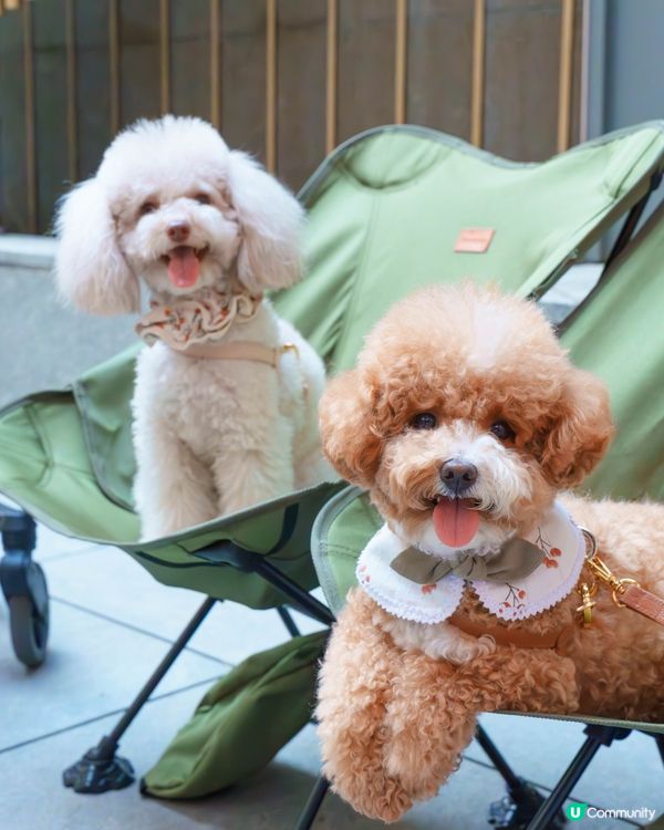 小清新🌿寵物友善日系Cafe探店☕️