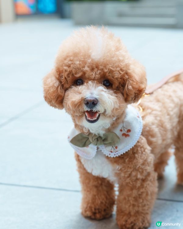 小清新🌿寵物友善日系Cafe探店☕️
